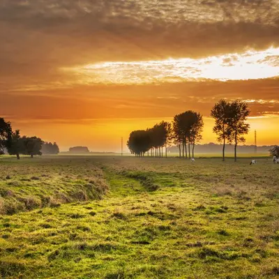 Evening in a pasture